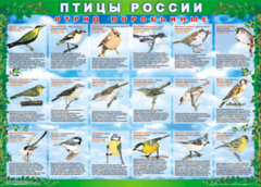 Комплект таблиц "Птицы России (4 листа)" (100х140 сантиметров, винил) - fgospostavki.ru - Норильск