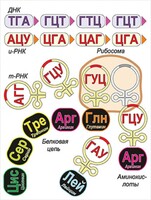 Модель-аппликация Биосинтез белка - fgospostavki.ru - Норильск
