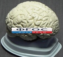 Модель "Мозг в разрезе" (белый) - fgospostavki.ru - Норильск
