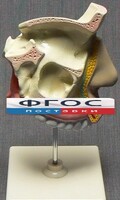 Модель "Разрез носоглотки" - fgospostavki.ru - Норильск