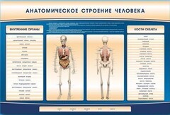 Электрифицированный стенд-тренажер c макетом скелета "Анатомическое строение человека" - fgospostavki.ru - Норильск