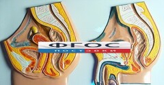 Модель барельефная "Таз мужской и таз женский" - fgospostavki.ru - Норильск