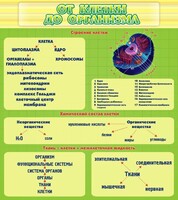 Стенд "От клетки до организма" - fgospostavki.ru - Норильск