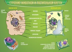 Стенд "Строение животной и растительной клеток" - fgospostavki.ru - Норильск