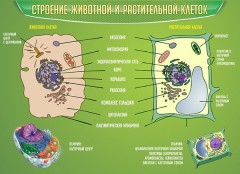  Биология - fgospostavki.ru - Норильск