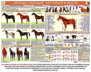 Комплект плакатов "Служебное коневодство" - fgospostavki.ru - Норильск