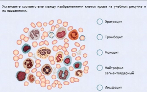 Интерактивные курсы. Биология 11 класс. Расширенный. - fgospostavki.ru - Норильск