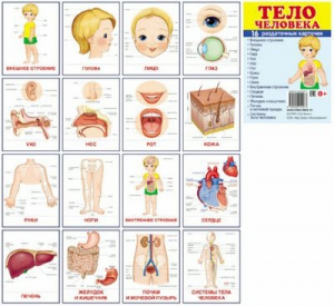 Раздаточные карточки "Тело человека" - fgospostavki.ru - Норильск