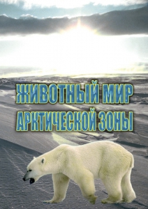 DVD "Животный мир Арктической зоны" - fgospostavki.ru - Норильск