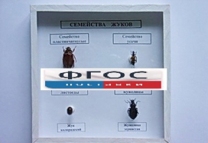 Коллекция "Семейство жуков" - fgospostavki.ru - Норильск