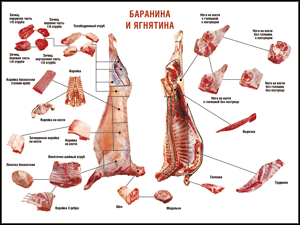 Таблица "Правила разделки мясных туш. Баранина и ягнятина" (100х140 сантиметров, винил) - fgospostavki.ru - Норильск