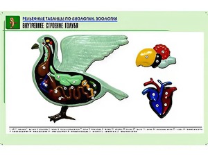 Рельефная таблица "Внутреннее строение голубя" (формат А1, матовое ламинирование) - fgospostavki.ru - Норильск