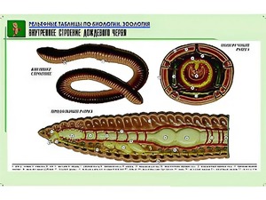 Рельефная таблица "Внутреннее строение дождевого червя" (формат А1, матовое ламинирование) - fgospostavki.ru - Норильск