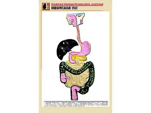 Рельефная таблица "Пищеварительный тракт" (формат А1, матовое ламинирование) - fgospostavki.ru - Норильск