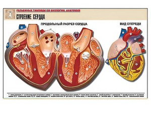 Рельефная таблица "Строение сердца" (формат А1, матовое ламинирование) - fgospostavki.ru - Норильск