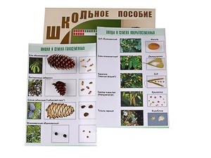 Коллекция "Шишки, плоды, семена деревьев и кустарников" - fgospostavki.ru - Норильск