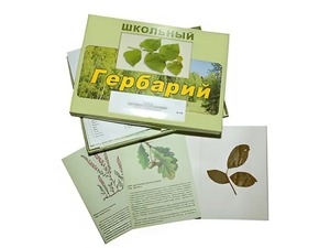 Гербарий "Дикорастущие растения" (30 видов, с иллюстрациями) - fgospostavki.ru - Норильск