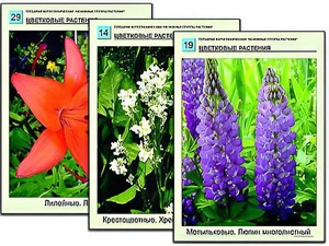 Гербарий фотографический "Основные группы растений" - fgospostavki.ru - Норильск