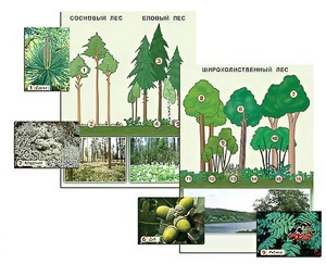 Гербарий фотографический "Растительные сообщества. Лес" (раздаточный) - fgospostavki.ru - Норильск