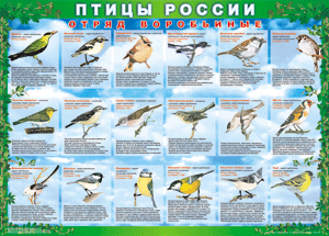 Комплект таблиц "Птицы России (4 листа)" (100х140 сантиметров, винил) - fgospostavki.ru - Норильск