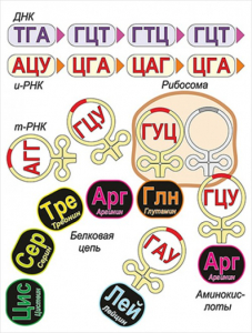 Модель-аппликация Биосинтез белка - fgospostavki.ru - Норильск