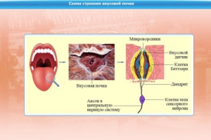 Интерактивные курсы. Биология 10 класс. Базовый. - fgospostavki.ru - Норильск