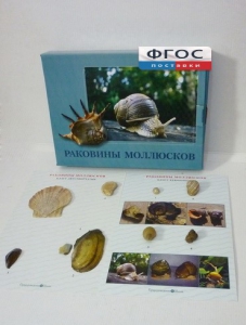 Коллекция "Раковины моллюсков" - fgospostavki.ru - Норильск