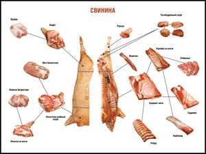 Таблица "Правила разделки мясных туш. Свинина" (100х140 сантиметров. винил) - fgospostavki.ru - Норильск