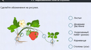 Интерактивные курсы. Биология 7 класс. Расширенный. - fgospostavki.ru - Норильск