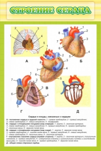 Стенд "Строение сердца" - fgospostavki.ru - Норильск