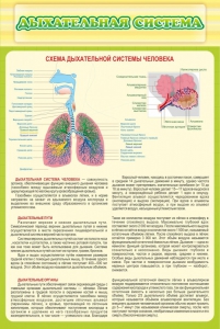 Стенд "Дыхательная система" - fgospostavki.ru - Норильск
