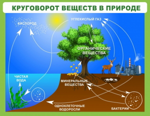 Стенд "Круговорот веществ" - fgospostavki.ru - Норильск