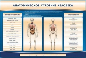 Электрифицированный стенд-тренажер c макетом скелета "Анатомическое строение человека" - fgospostavki.ru - Норильск
