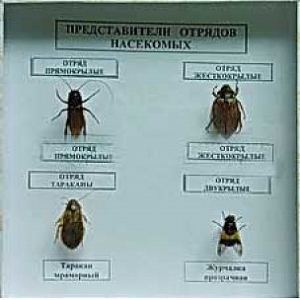 Коллекция энтомологическая "Представители отряда насекомых" - fgospostavki.ru - Норильск