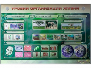Электрифицированный стенд "Уровни организации жизни" - fgospostavki.ru - Норильск