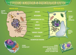 Стенд "Строение животной и растительной клеток" - fgospostavki.ru - Норильск