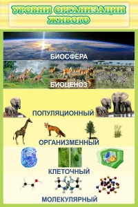 Стенд "Уровни организации живого" - fgospostavki.ru - Норильск