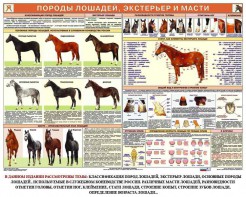 Комплект плакатов "Служебное коневодство" - fgospostavki.ru - Норильск