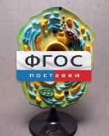 Модель "Клетка растения" - fgospostavki.ru - Норильск