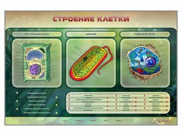 Электрифицированный стенд "Строение клетки" с маркерными полями - fgospostavki.ru - Норильск