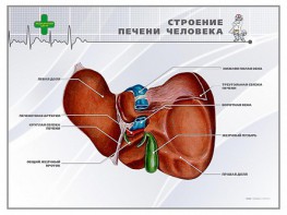 Стенд "Строение печени человека" - fgospostavki.ru - Норильск