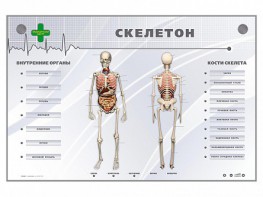 Электрифицированный стенд-тренажер "Скелетон" - fgospostavki.ru - Норильск