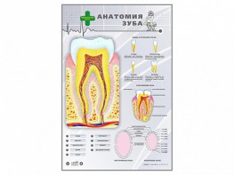 Электрифицированный стенд "Анатомия зуба" - fgospostavki.ru - Норильск