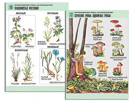 Комплект таблиц "Окружающий мир. Грибы. Растительный мир" (12 таблиц, А1, ламинированные) - fgospostavki.ru - Норильск