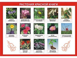Таблица демонстрационная "Растения Красной книги" (винил 100*140) - fgospostavki.ru - Норильск