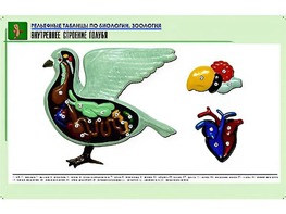 Рельефная таблица "Внутреннее строение голубя" (формат А1, матовое ламинирование) - fgospostavki.ru - Норильск