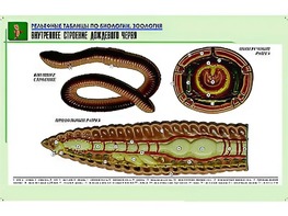 Рельефная таблица "Внутреннее строение дождевого червя" (формат А1, матовое ламинирование) - fgospostavki.ru - Норильск