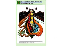Рельефная таблица "Внутреннее строение жука" (формат А1, матовое ламинирование) - fgospostavki.ru - Норильск