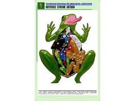 Рельефная таблица "Внутреннее строение лягушки" (формат А1, матовое ламинирование) - fgospostavki.ru - Норильск