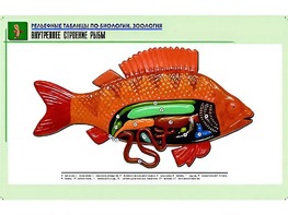 Рельефная таблица "Внутреннее строение рыбы" (формат А1, матовое ламинирование) - fgospostavki.ru - Норильск